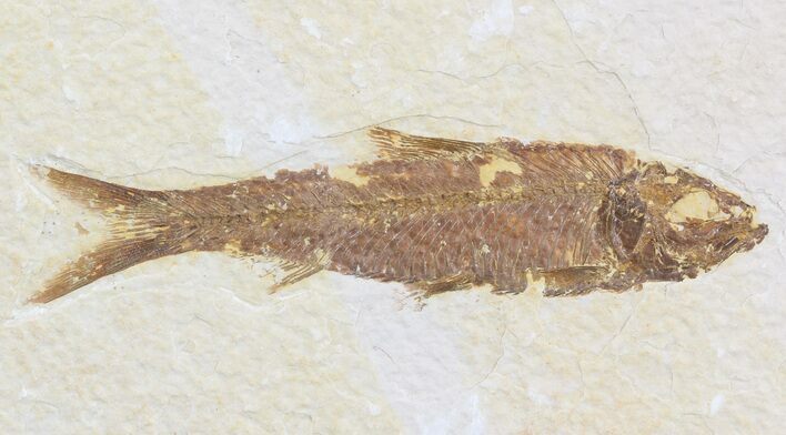 Detailed Knightia Fossil Fish - Wyoming #47823